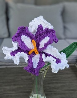 Iris