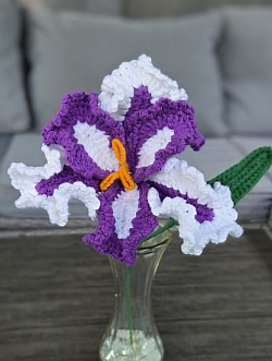 Iris  $24.00 each